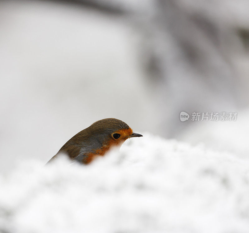 知更鸟(Erithacus rubecula)在冬天